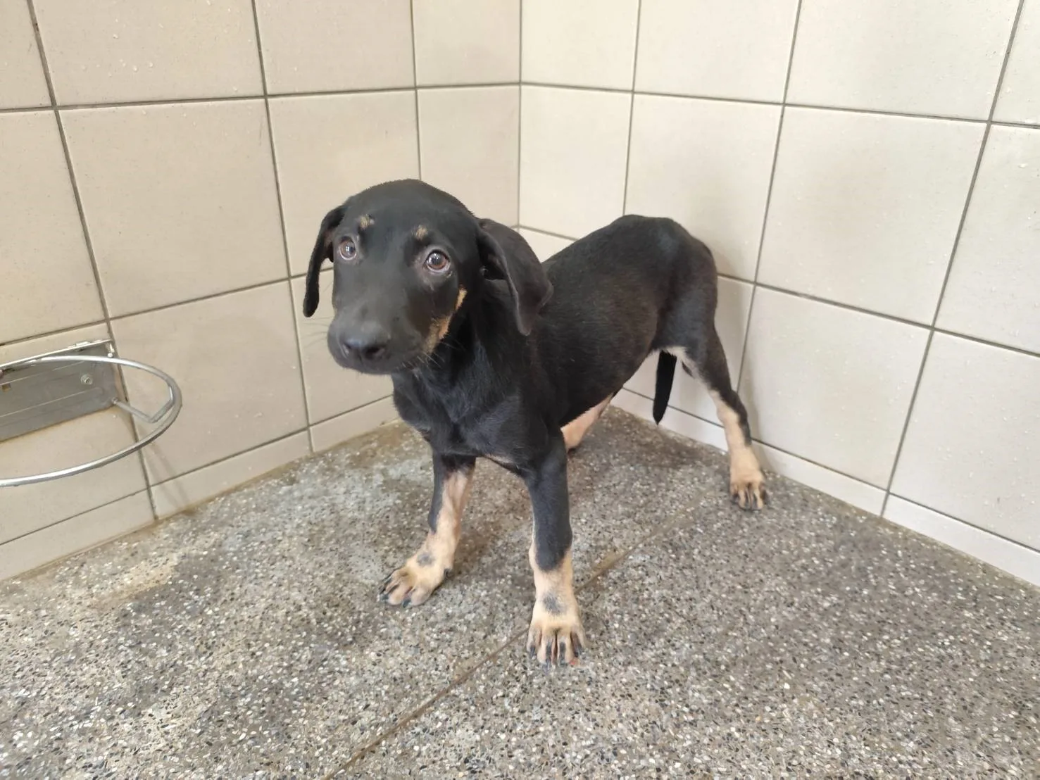 混種犬