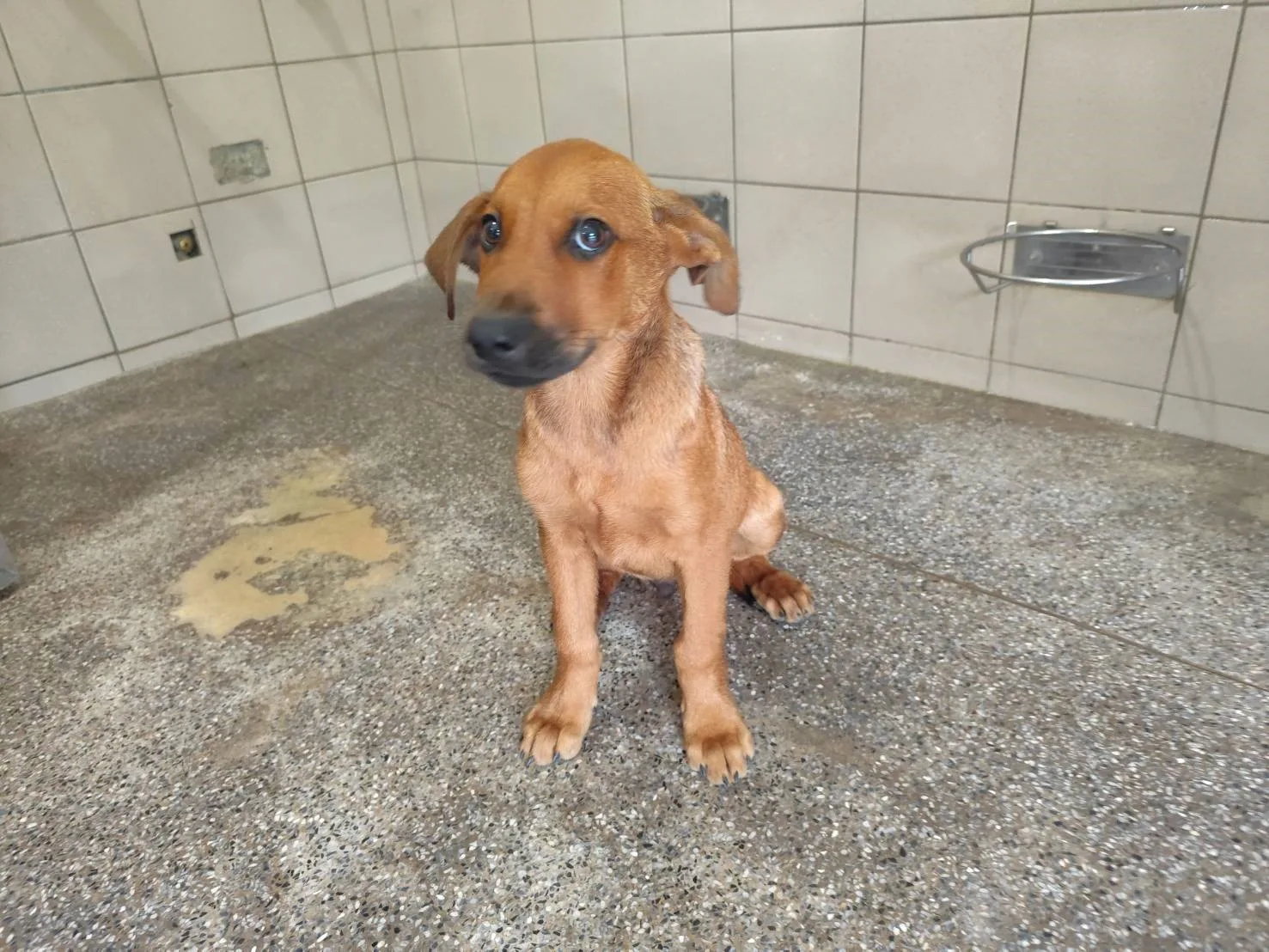 混種犬