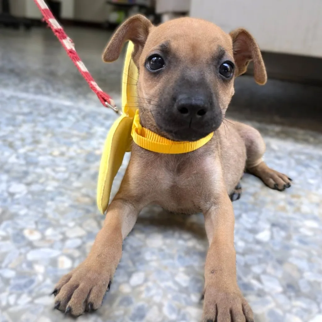 混種犬