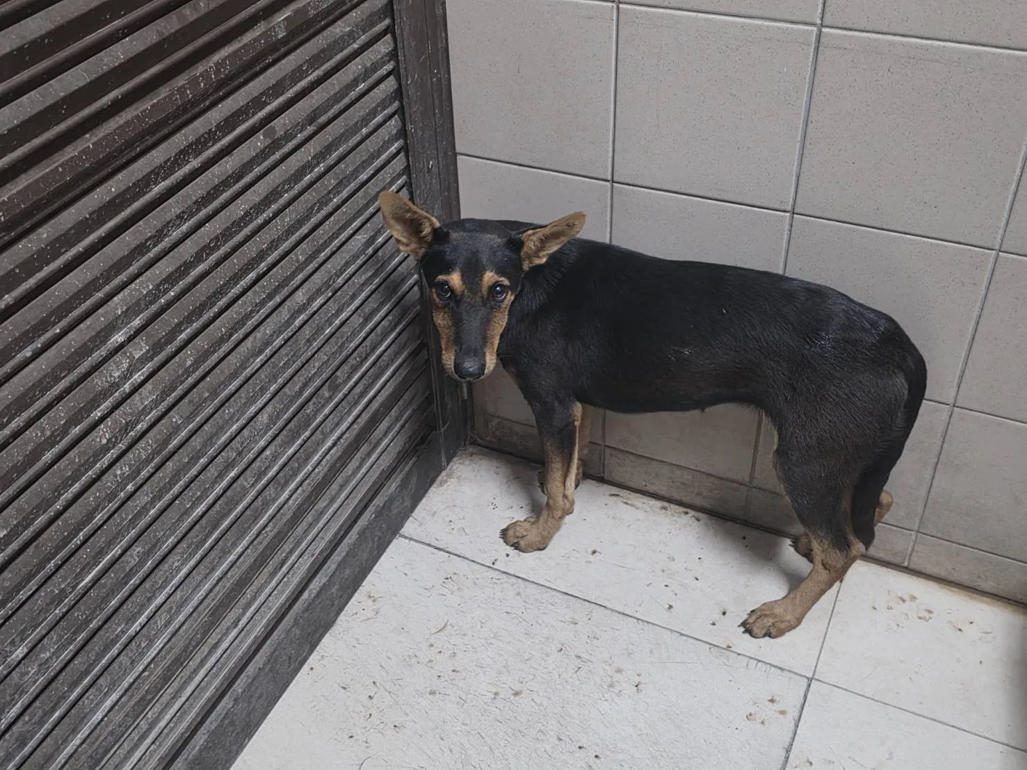 混種犬