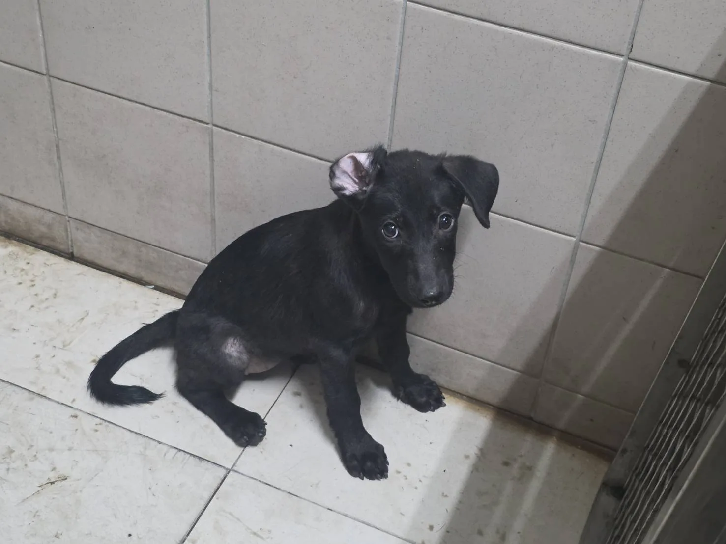 混種犬