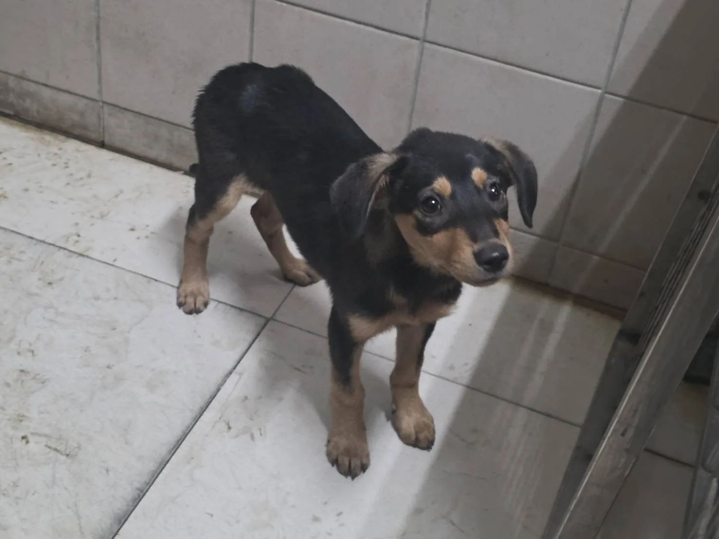 混種犬