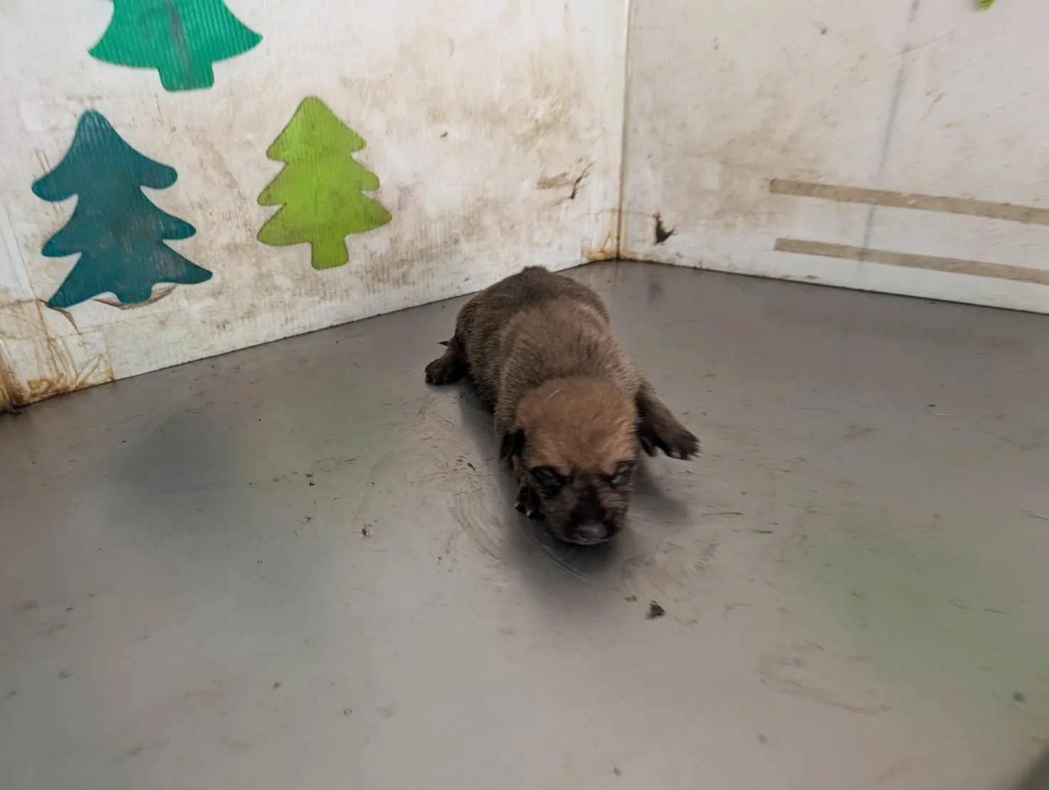 混種犬