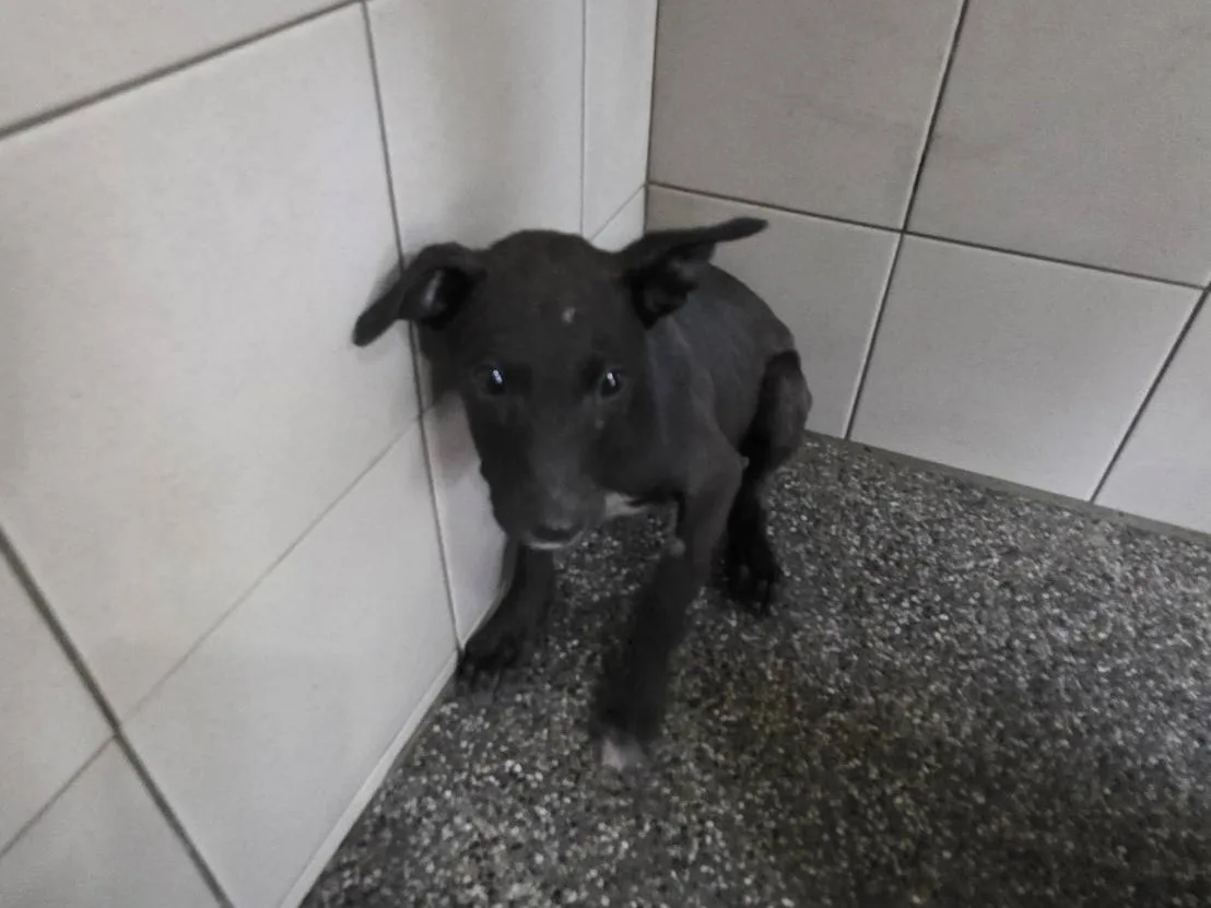 混種犬