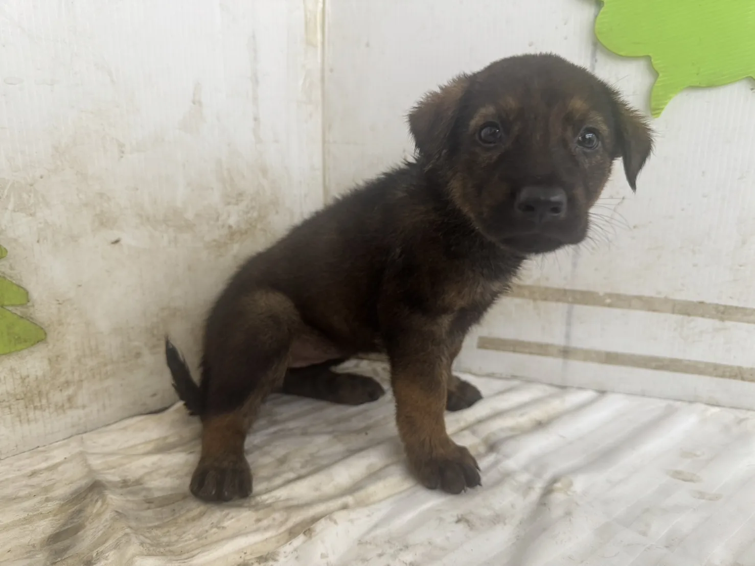 混種犬
