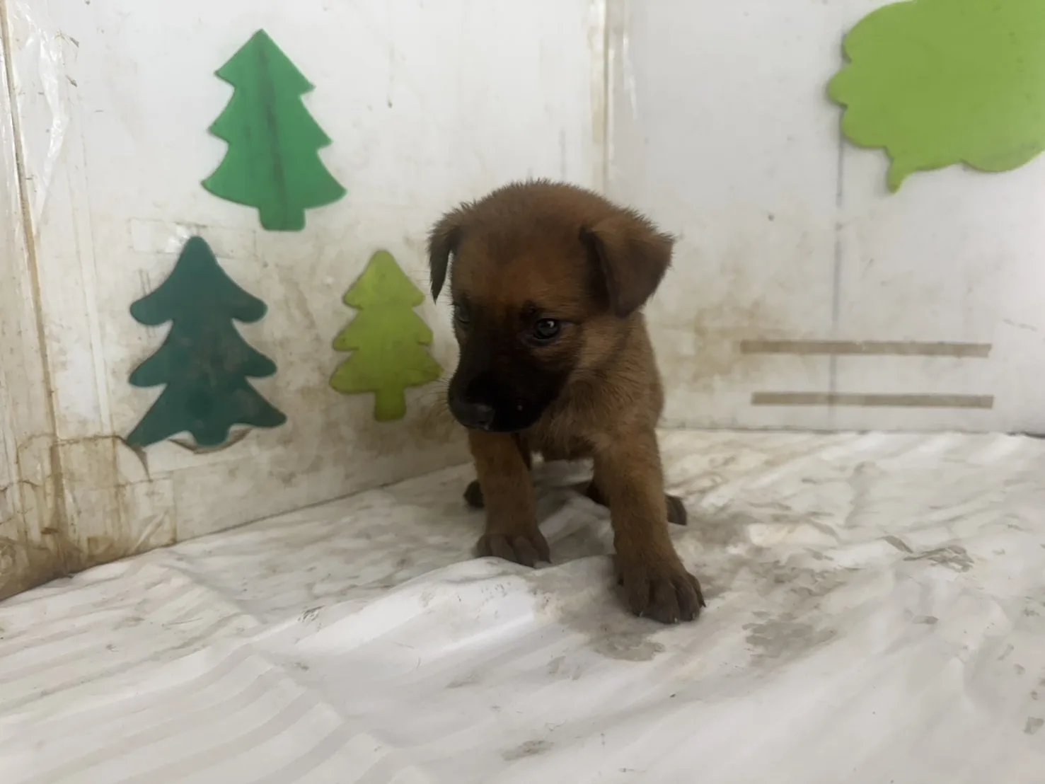 混種犬
