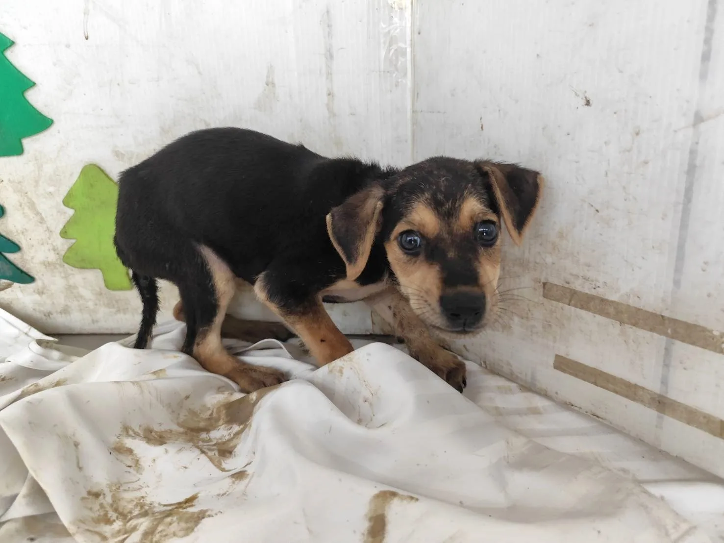 混種犬