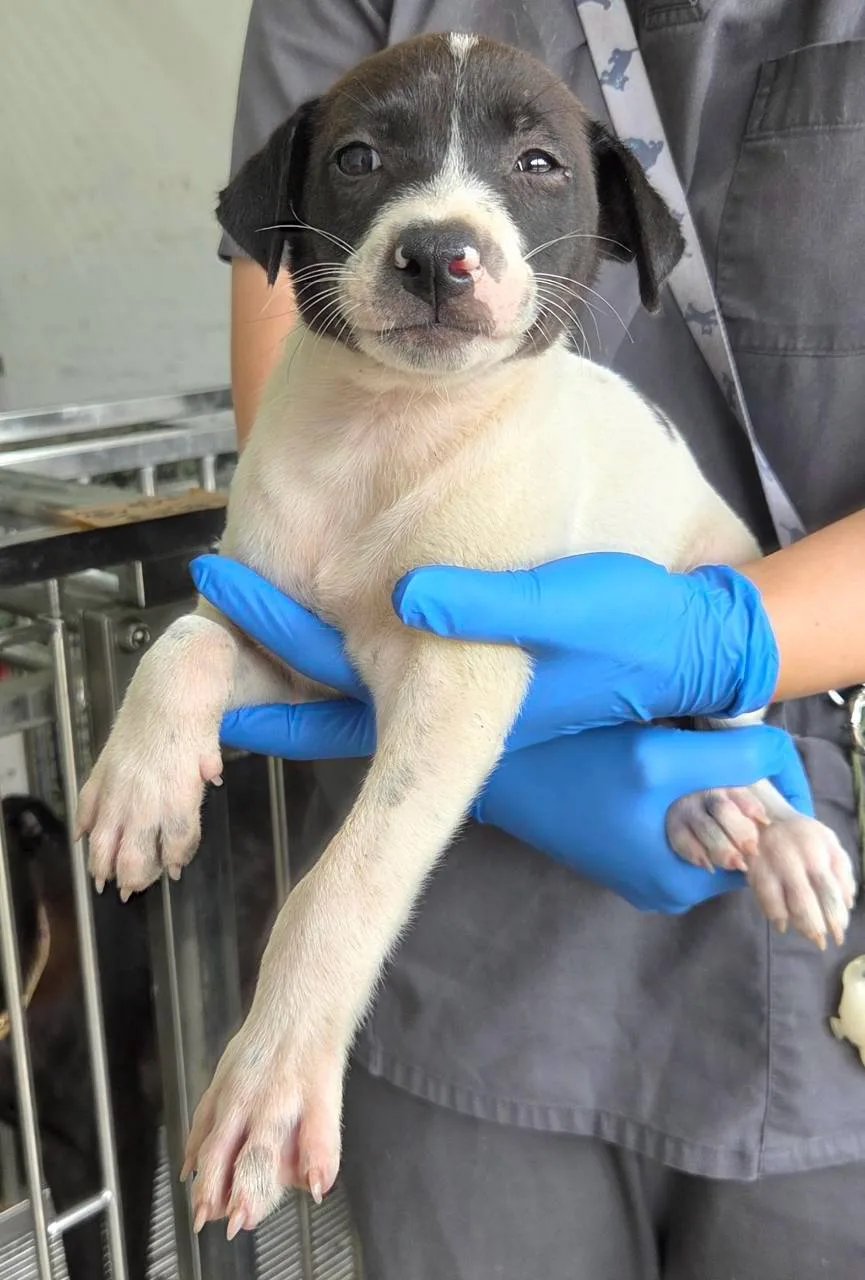 混種犬