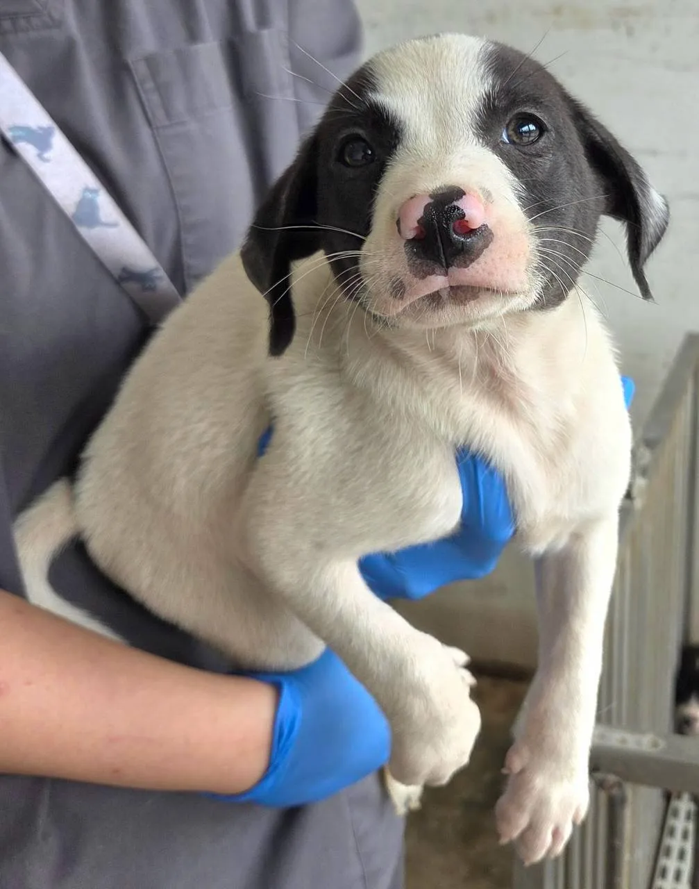 混種犬