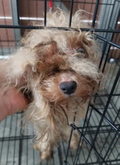 瑪爾濟斯犬