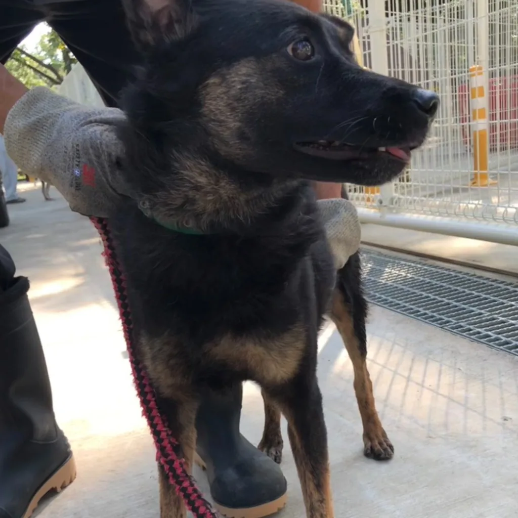 混種犬