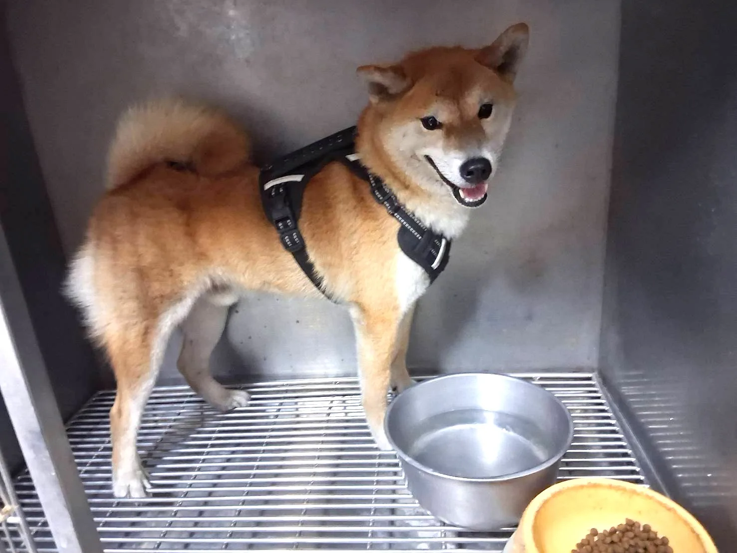 柴犬