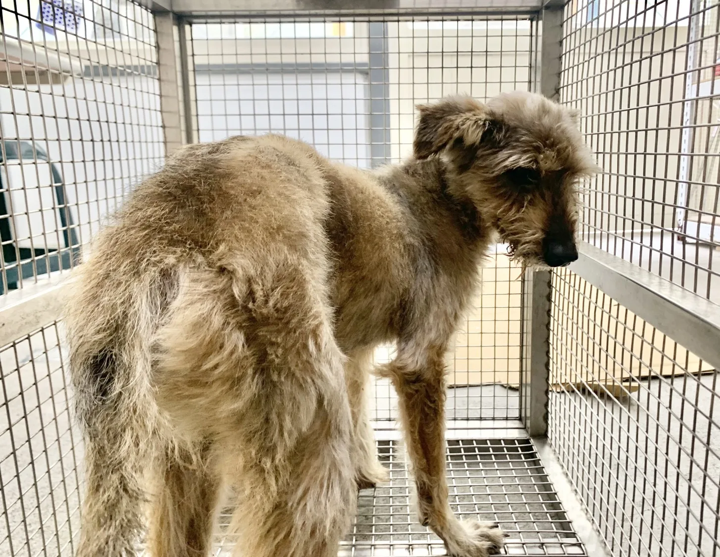 混種犬