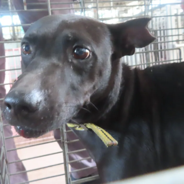 混種犬