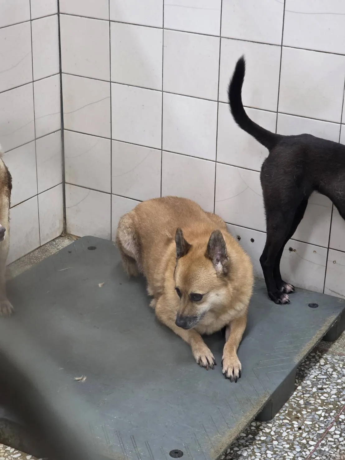 混種犬