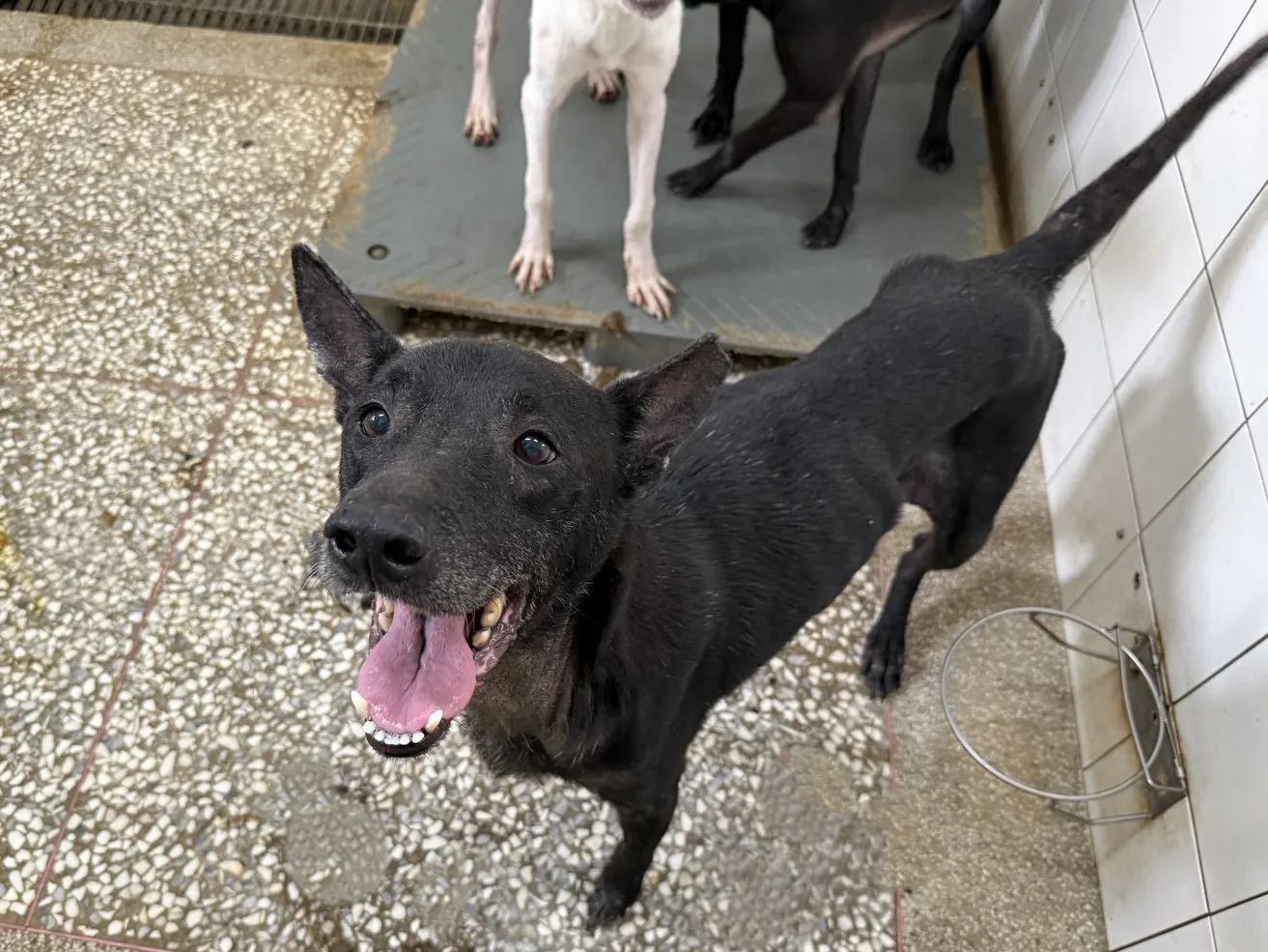 混種犬