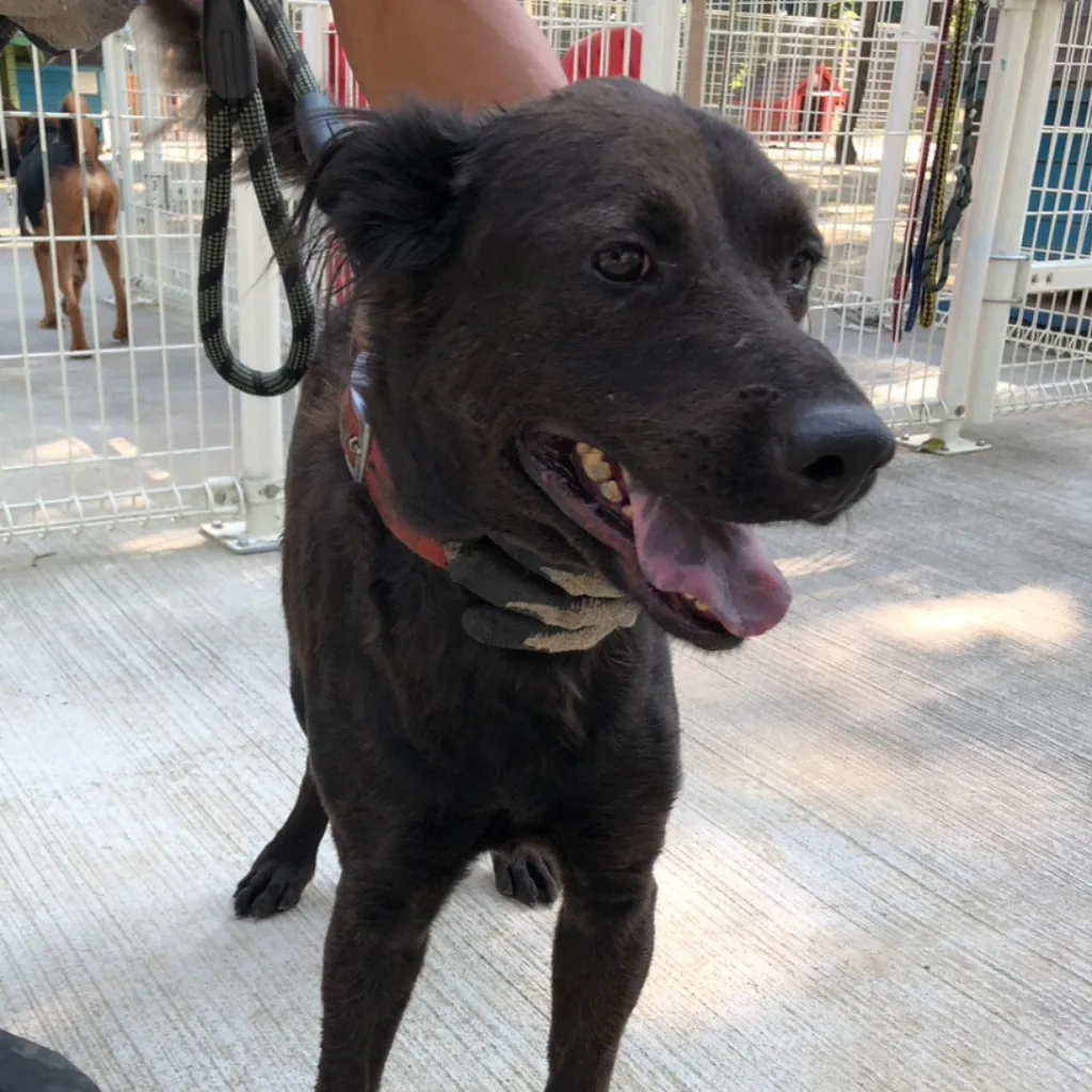 混種犬