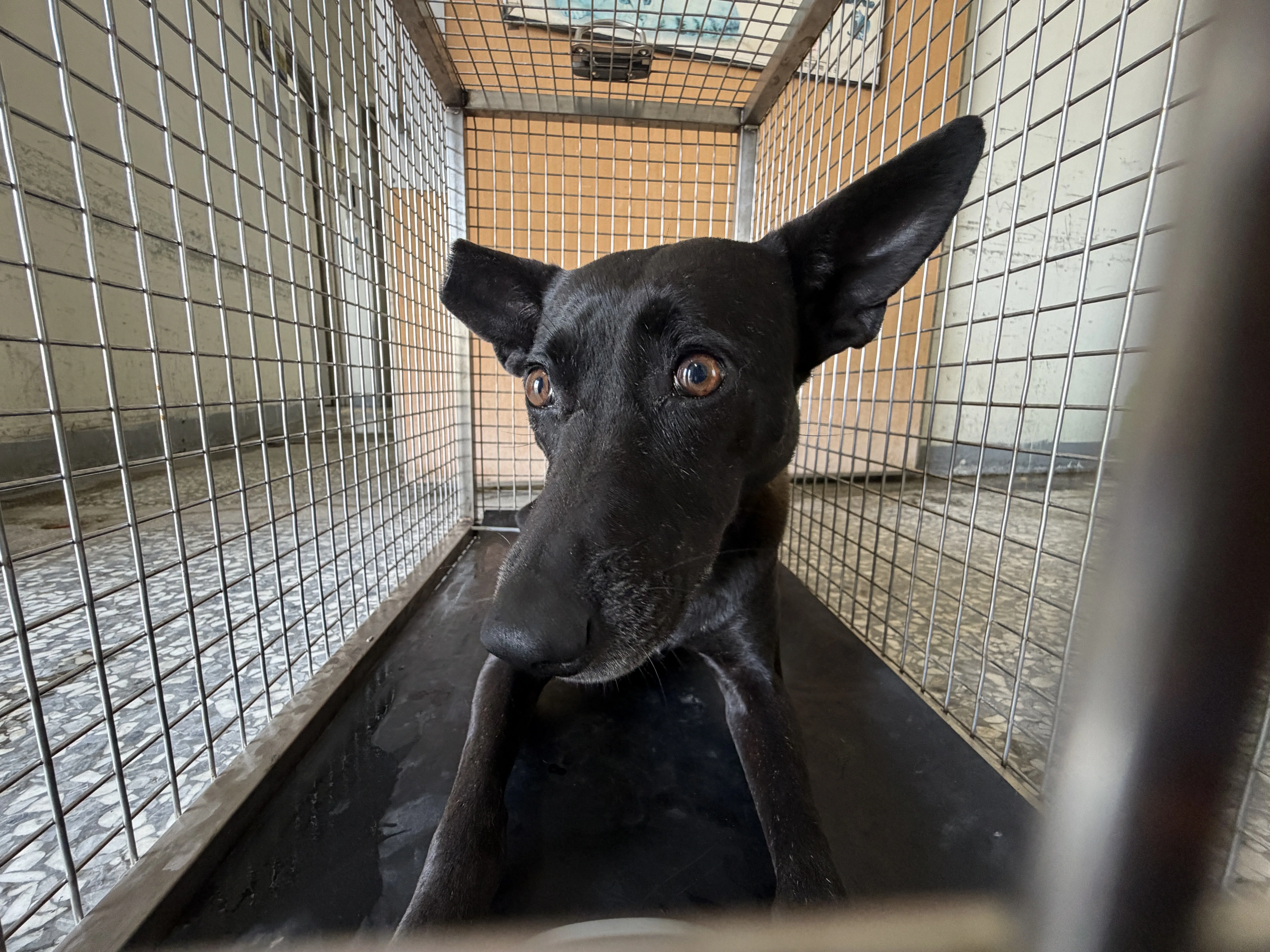 混種犬