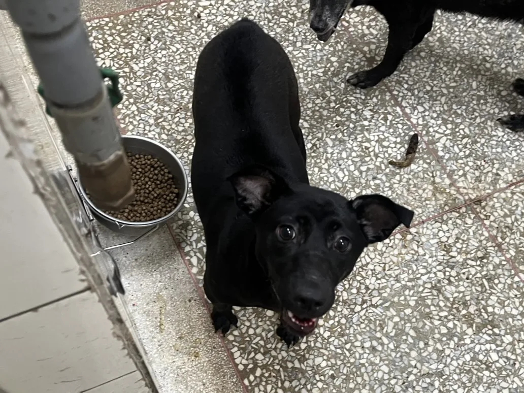 混種犬