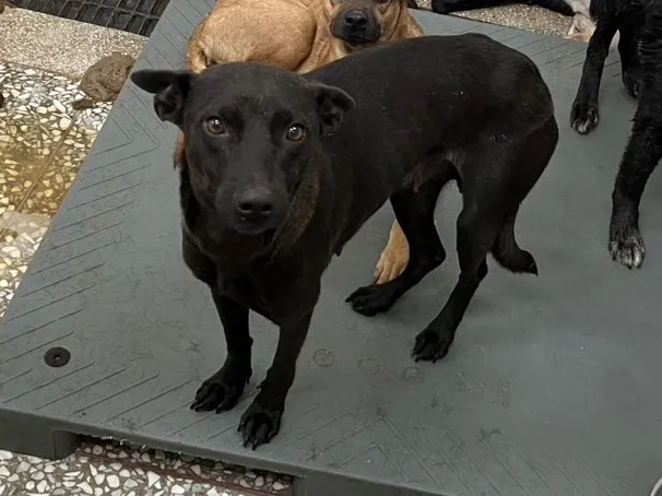 混種犬