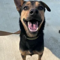 混種犬