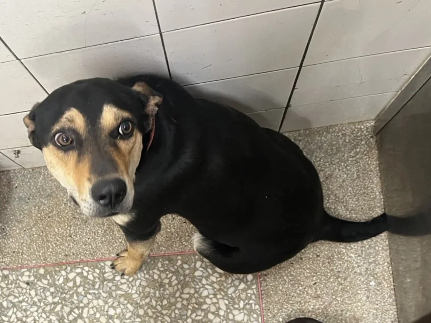 混種犬