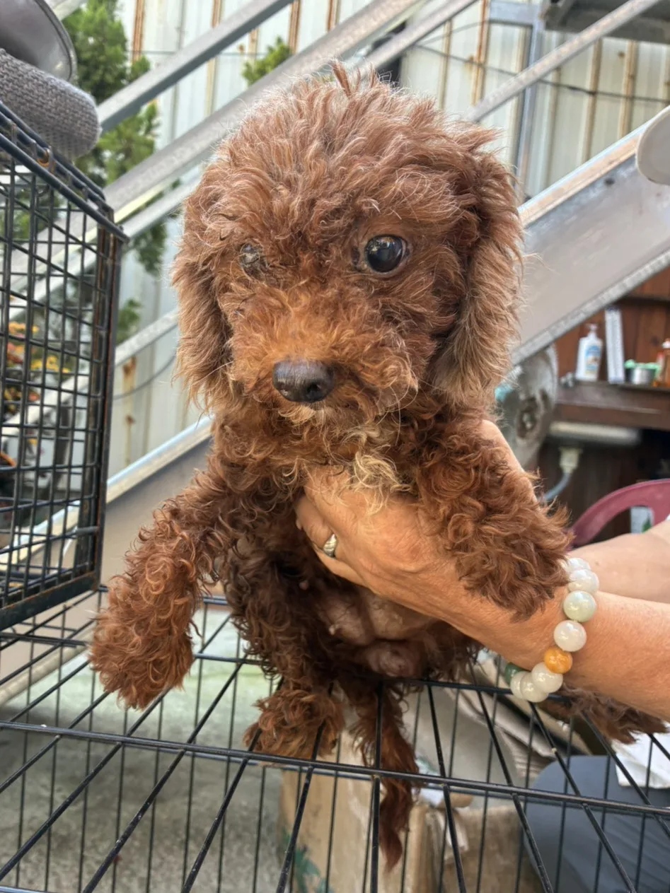 貴賓犬