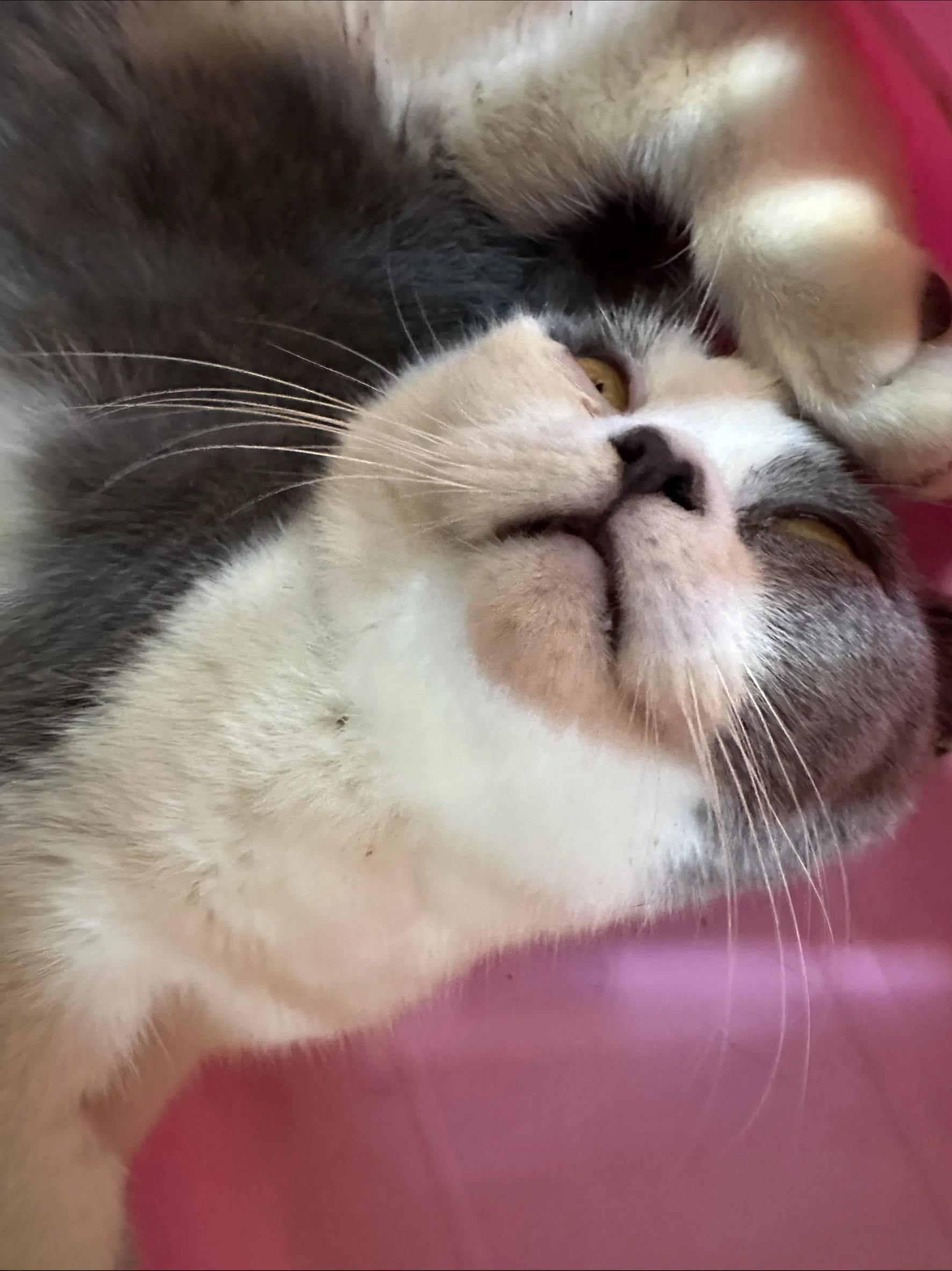 混種貓