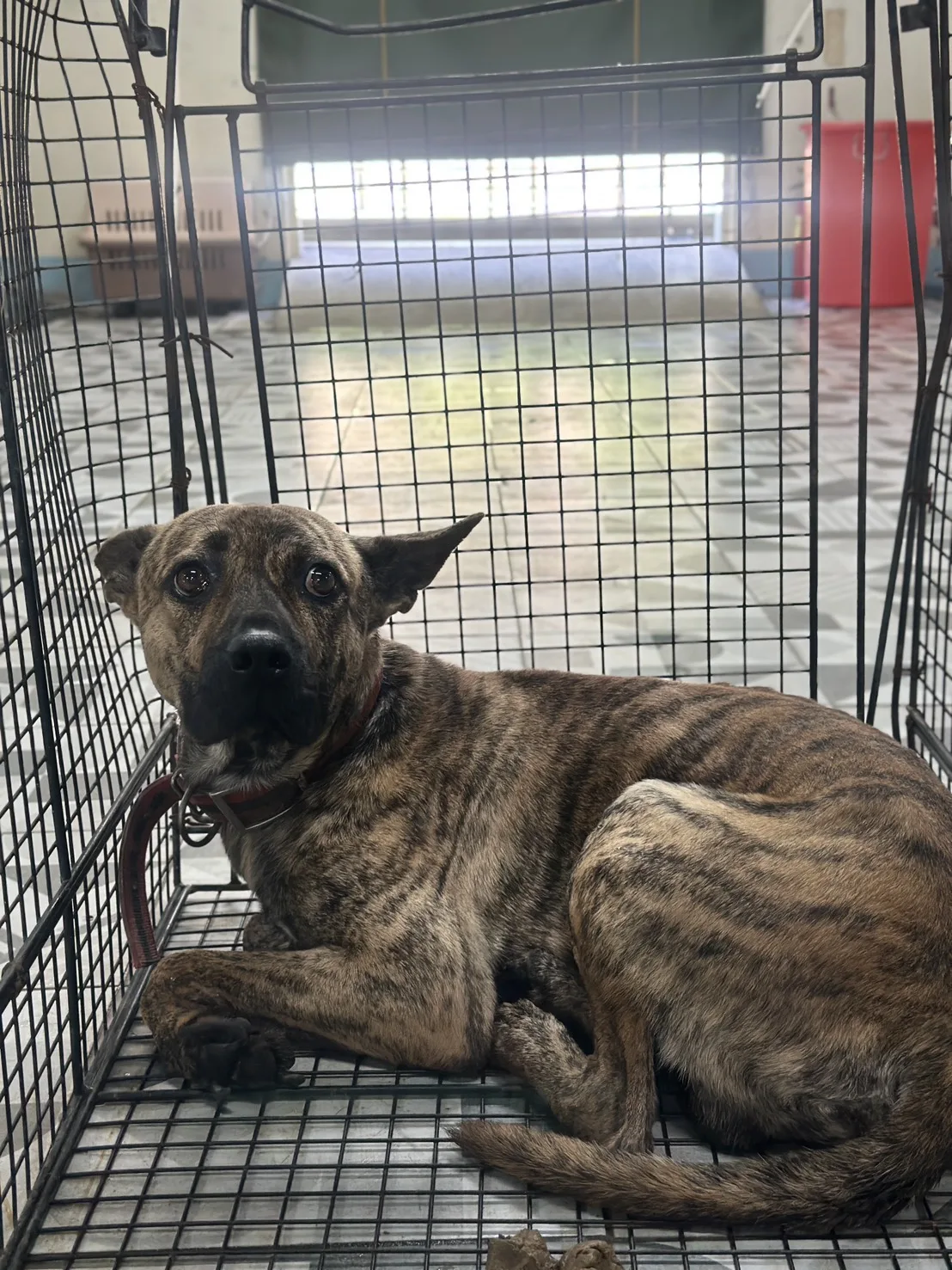 混種犬