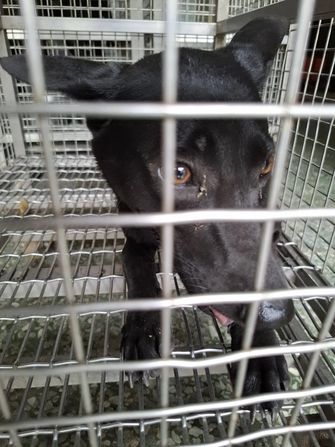 混種犬