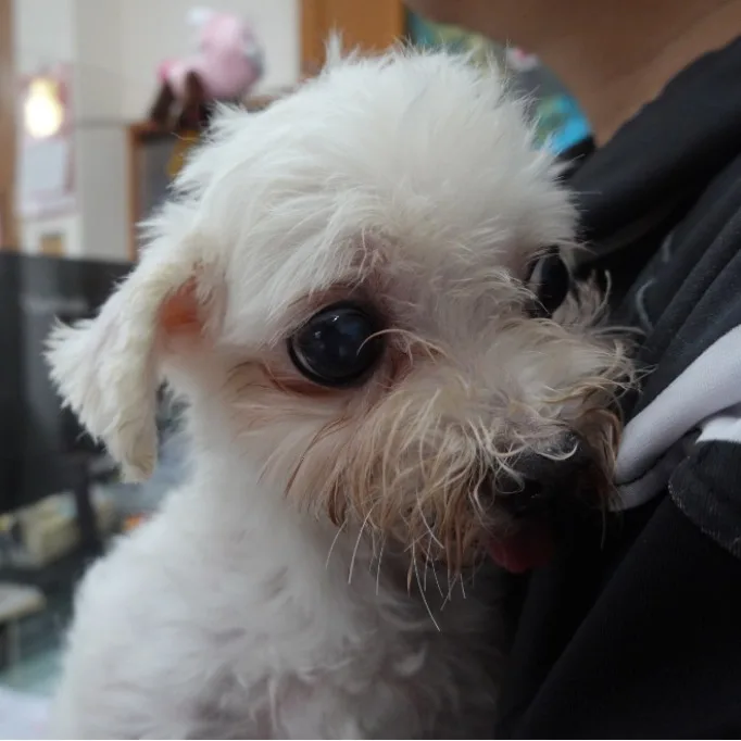 瑪爾濟斯犬