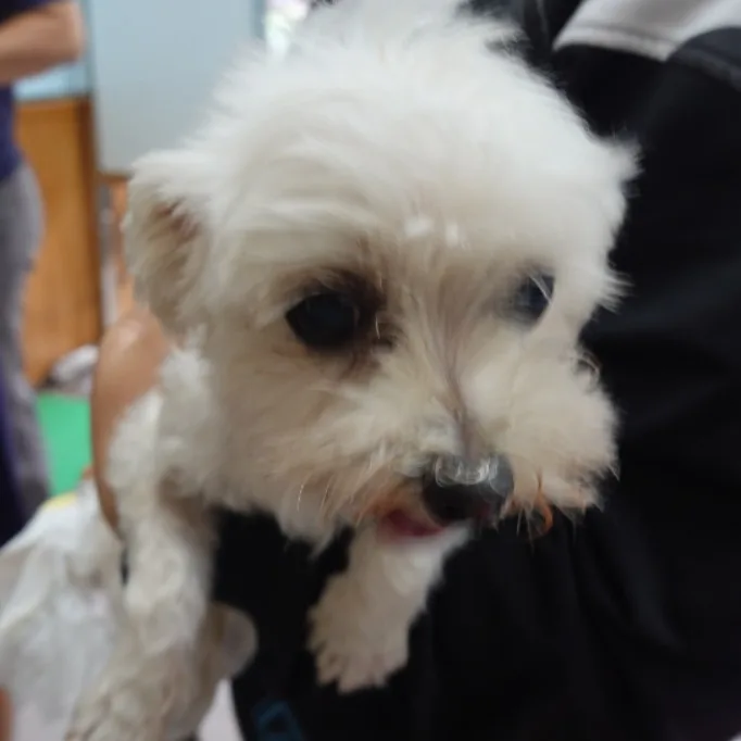 瑪爾濟斯犬