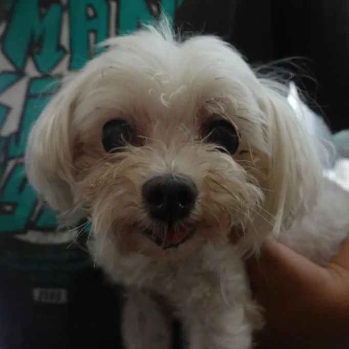 瑪爾濟斯犬