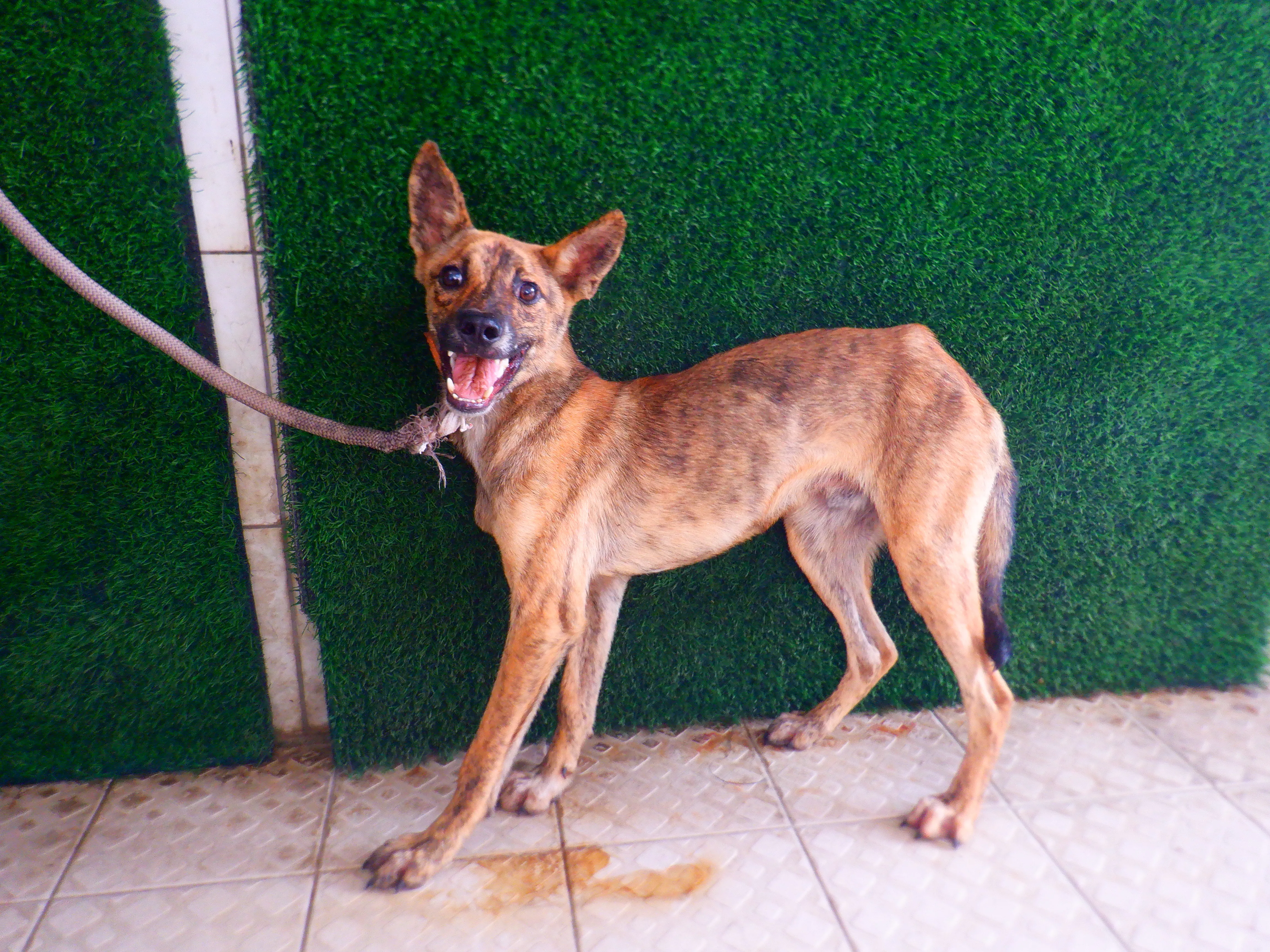 混種犬