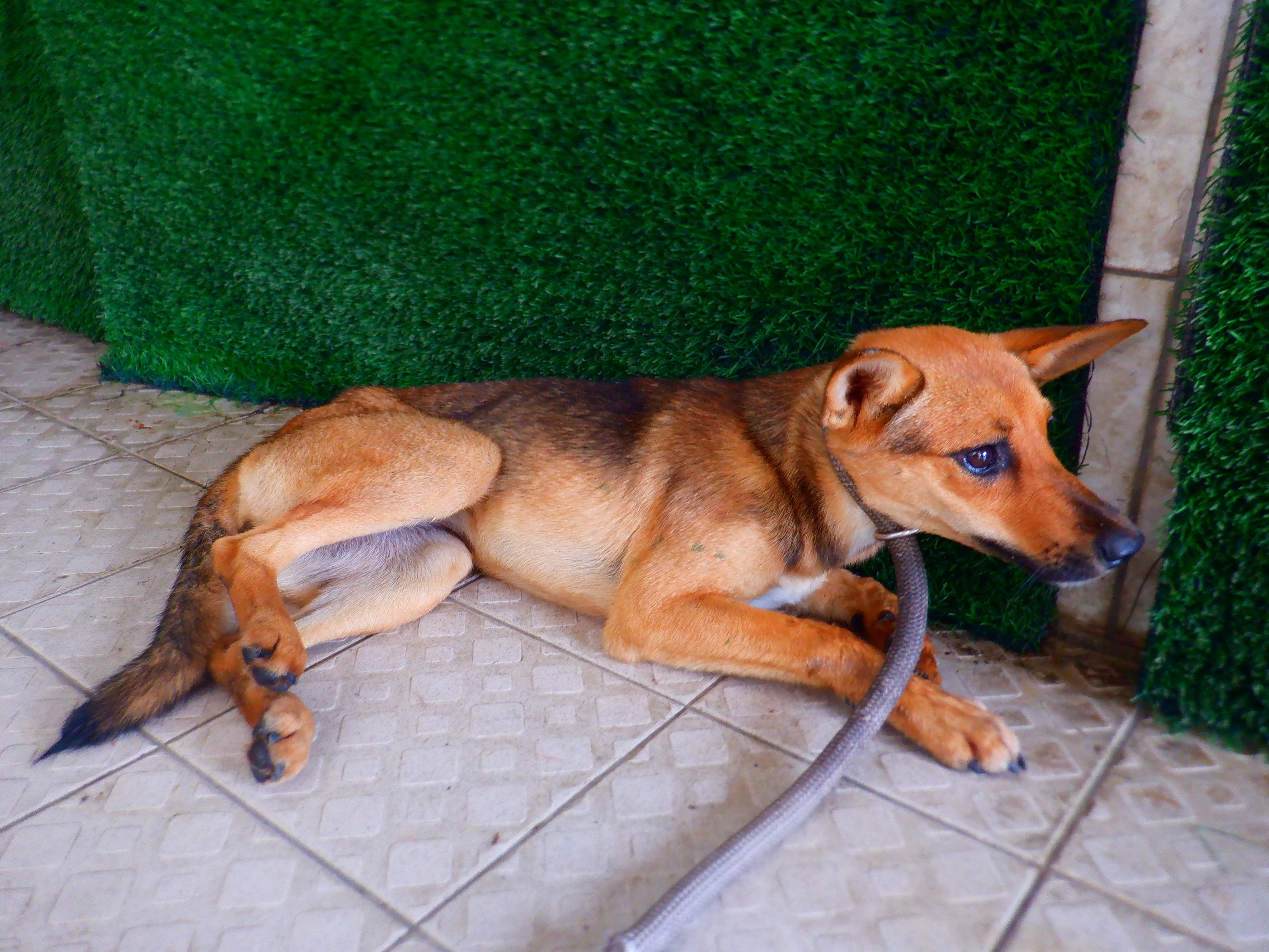 混種犬