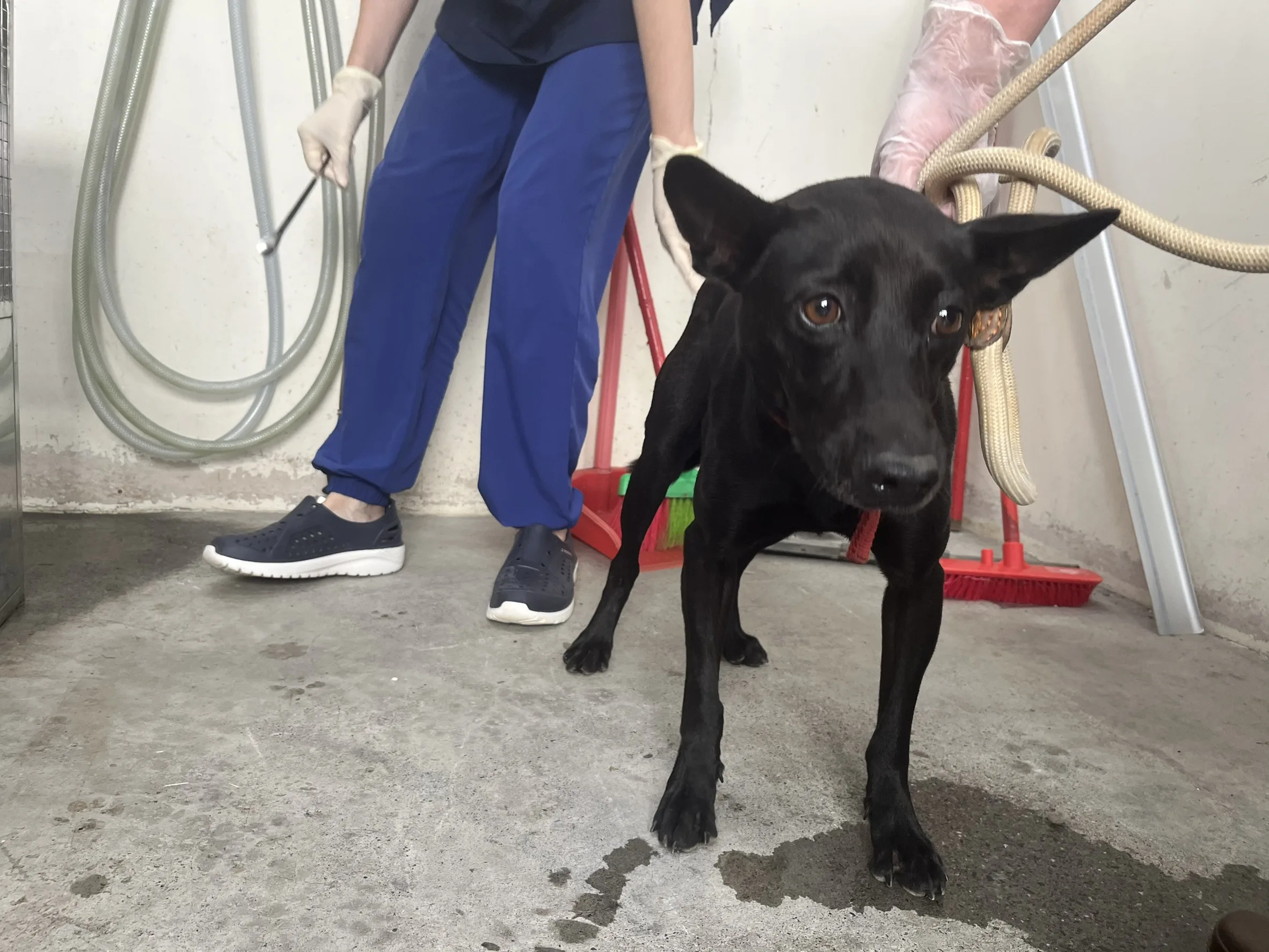 混種犬