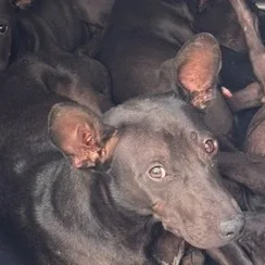 混種犬