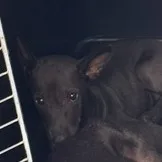 混種犬