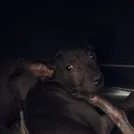 混種犬