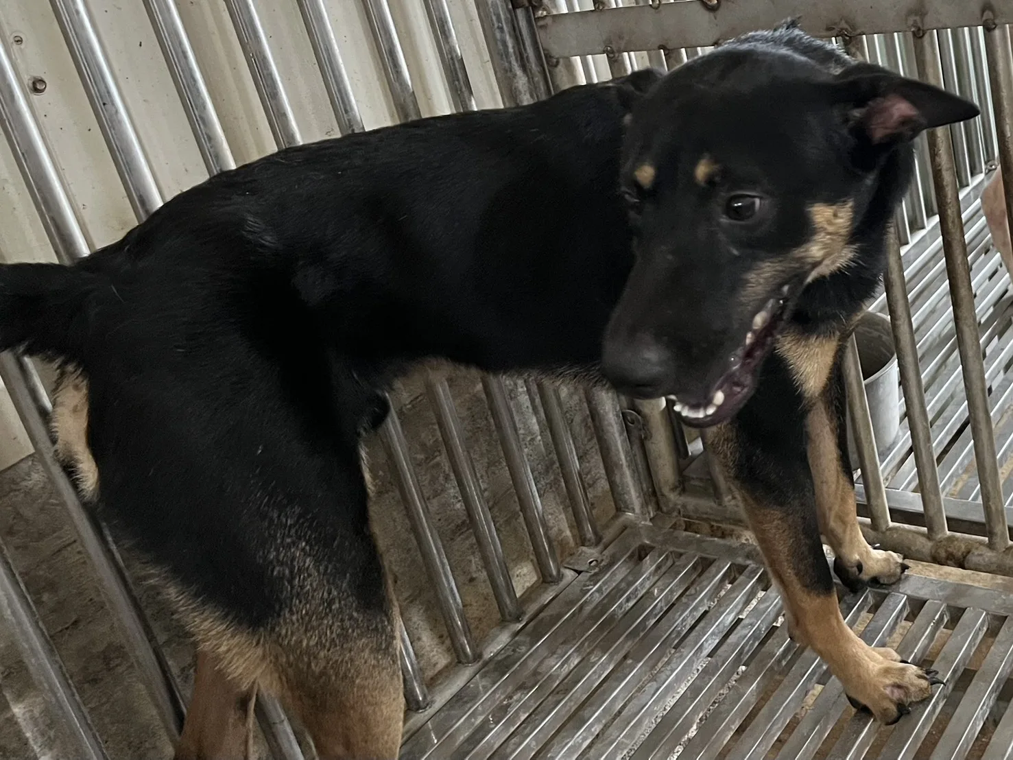 混種犬