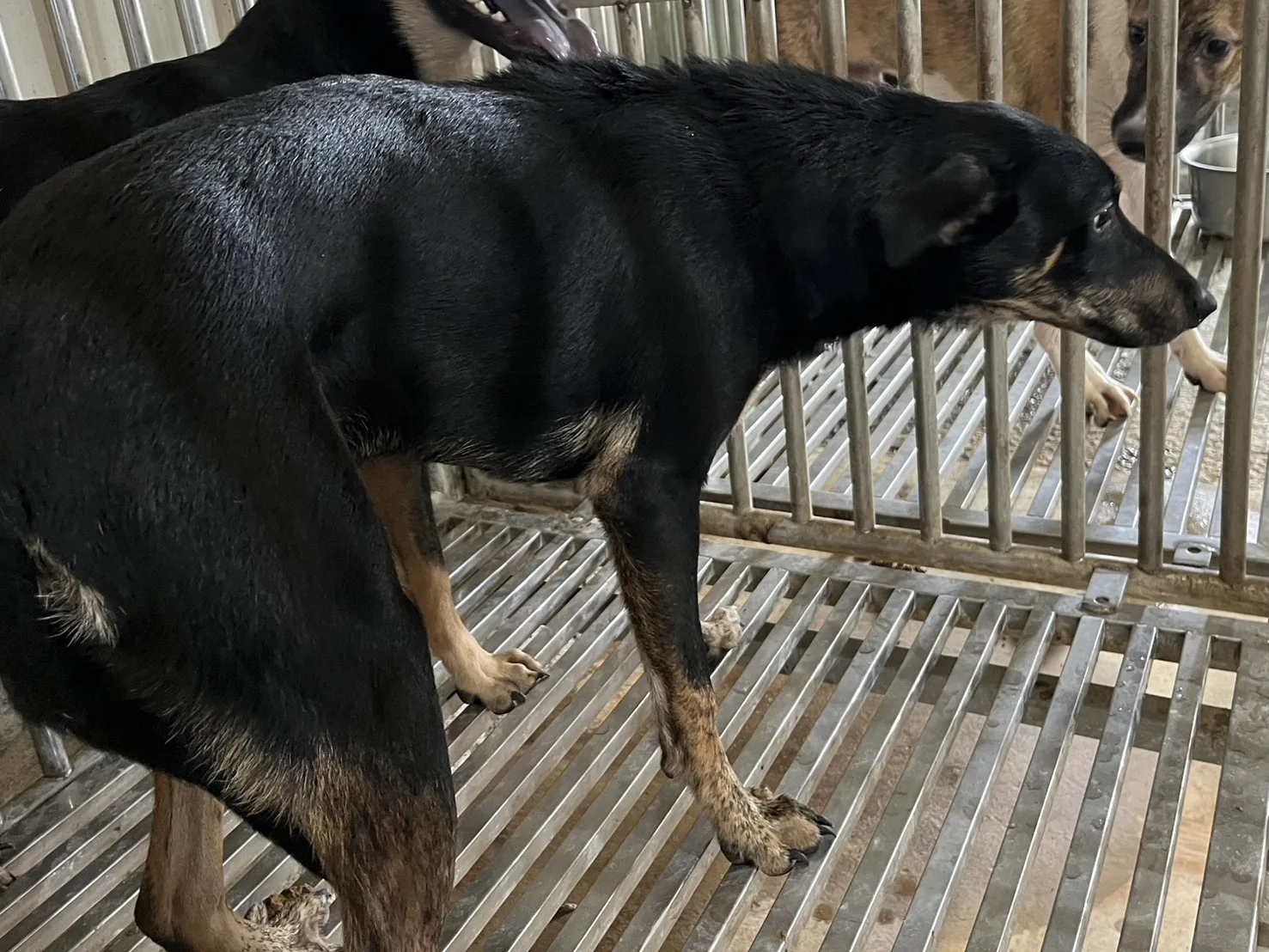 混種犬