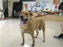 混種犬
