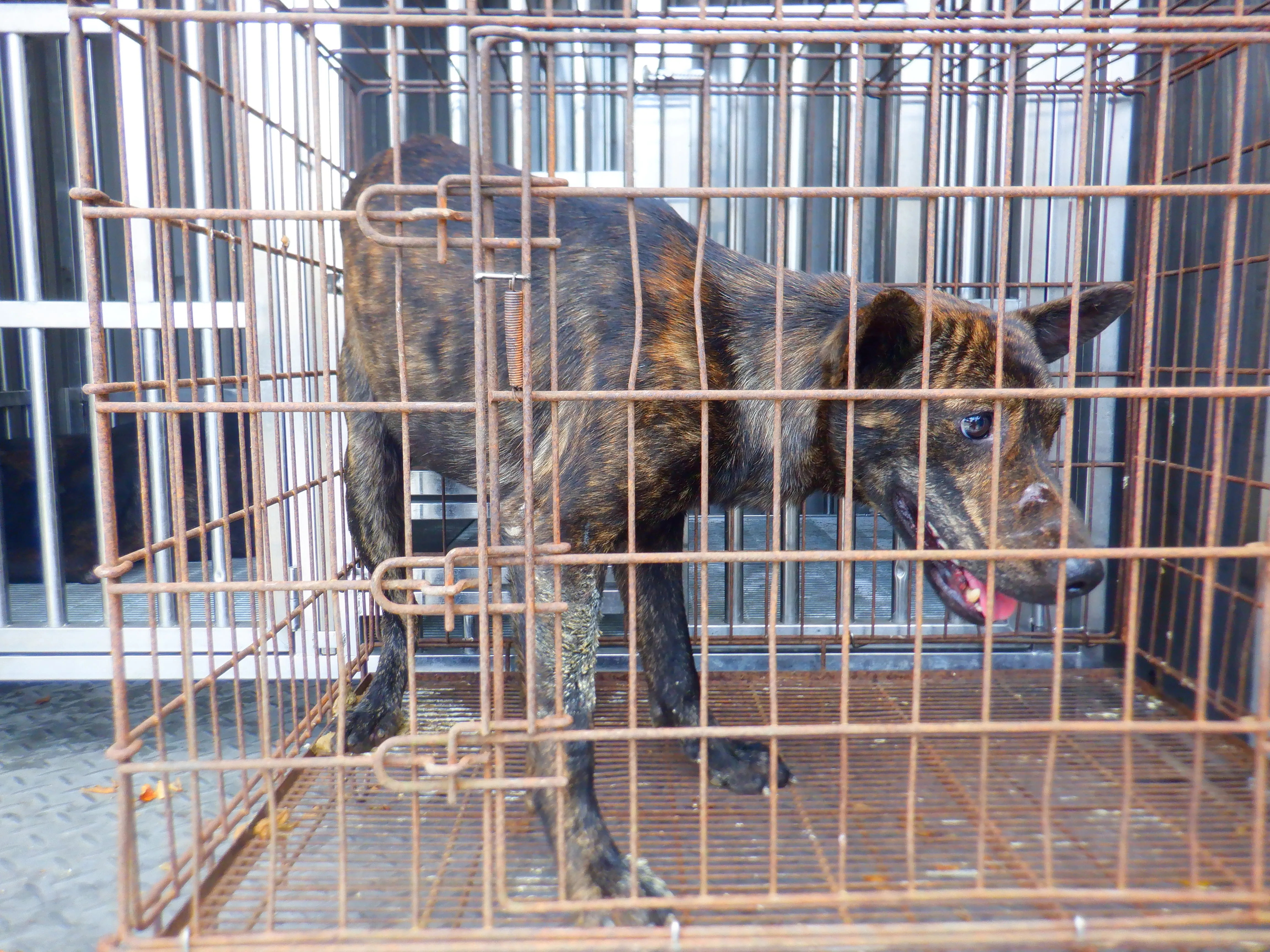 混種犬