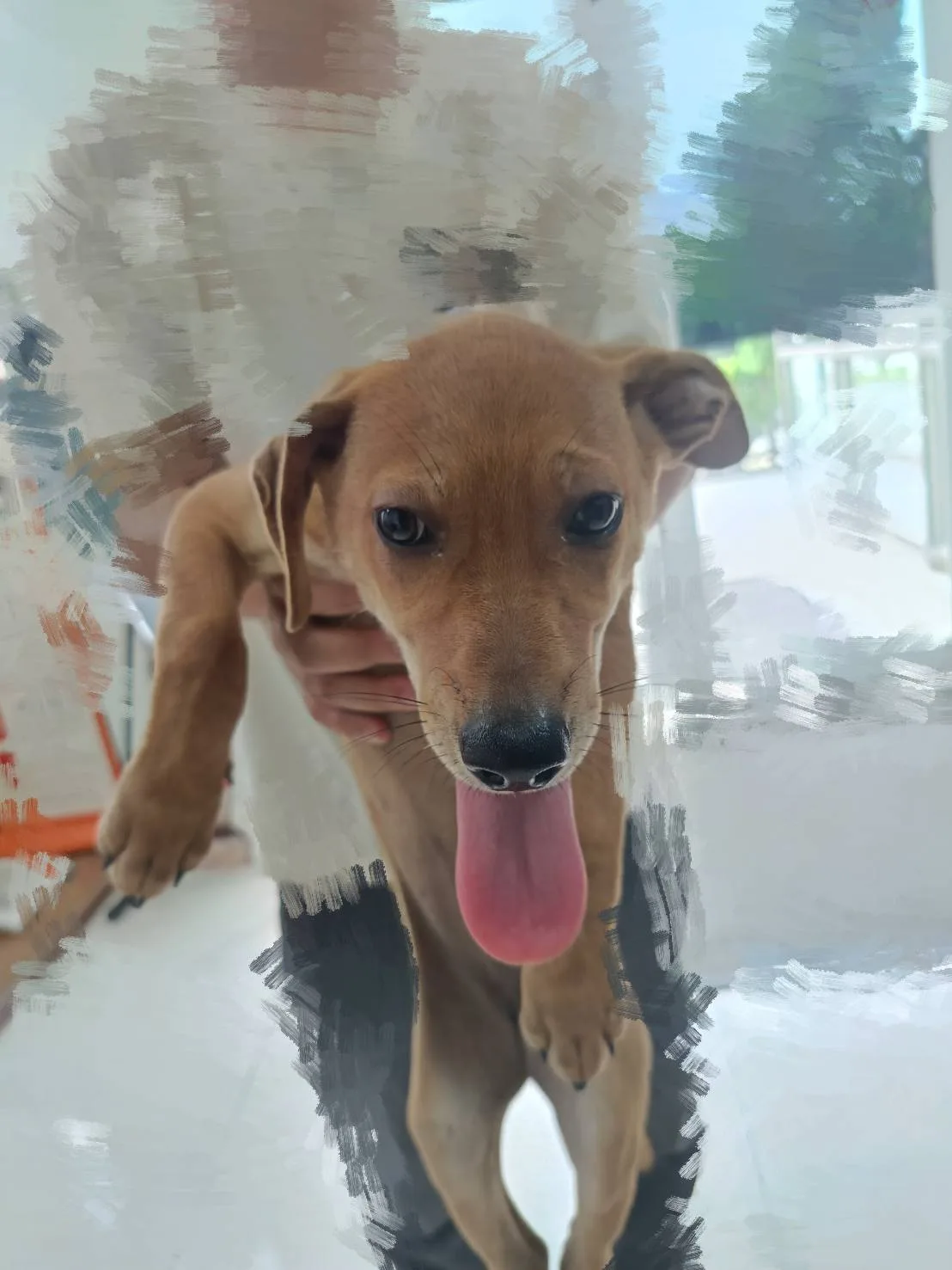 混種犬