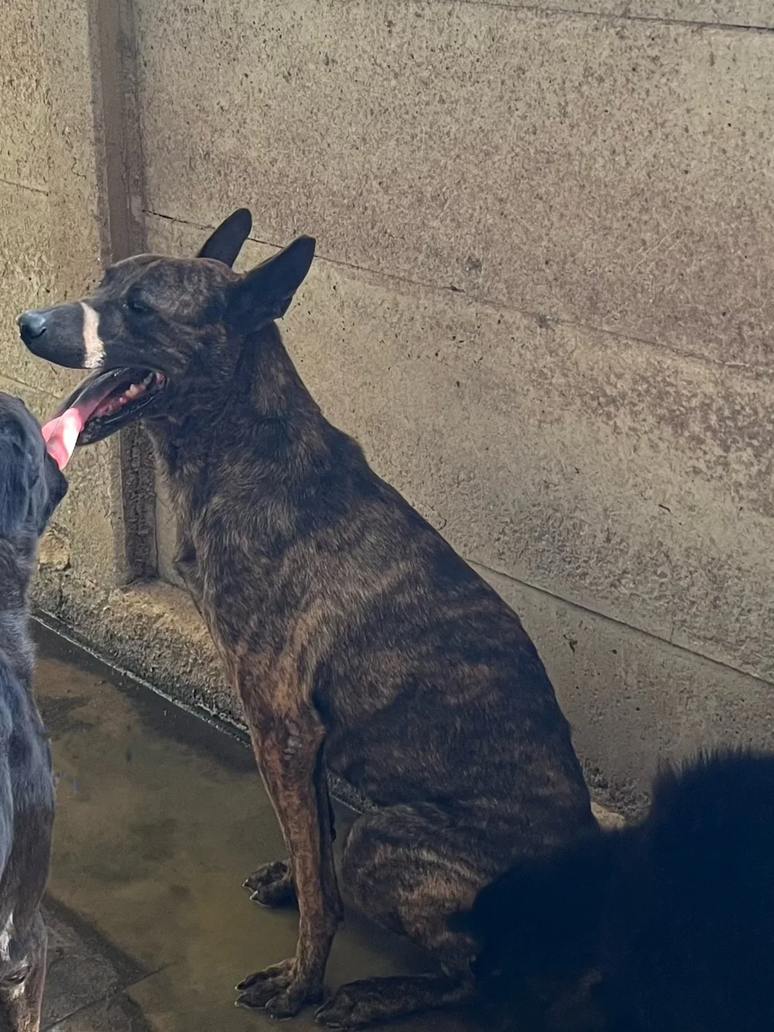混種犬