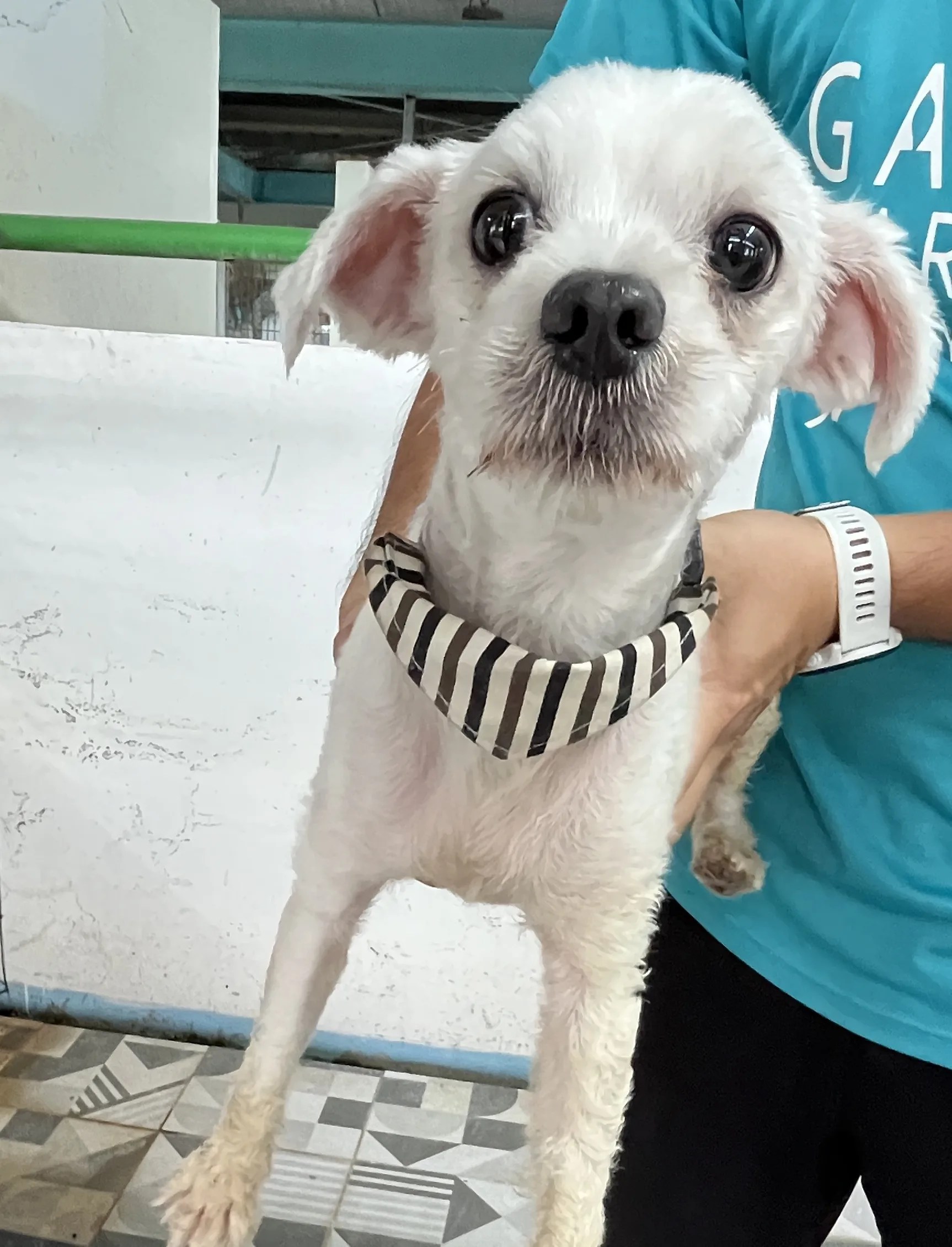瑪爾濟斯犬