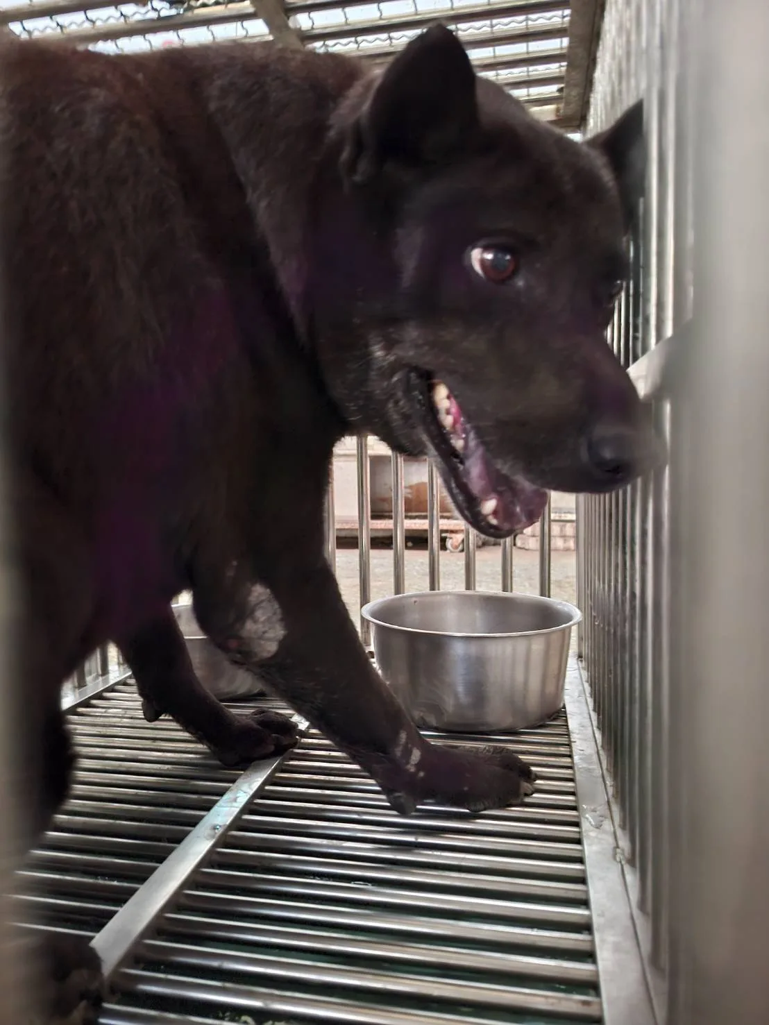 混種犬