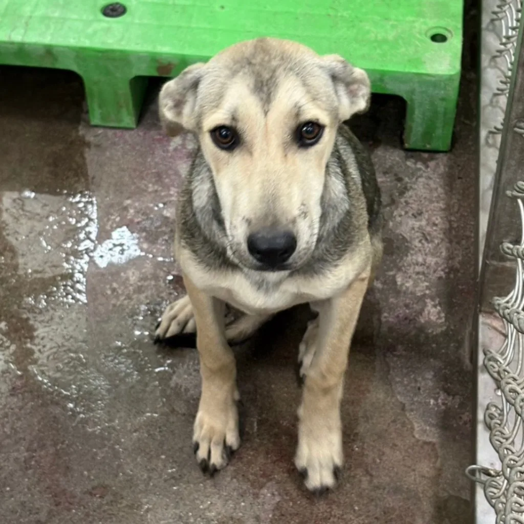 混種犬