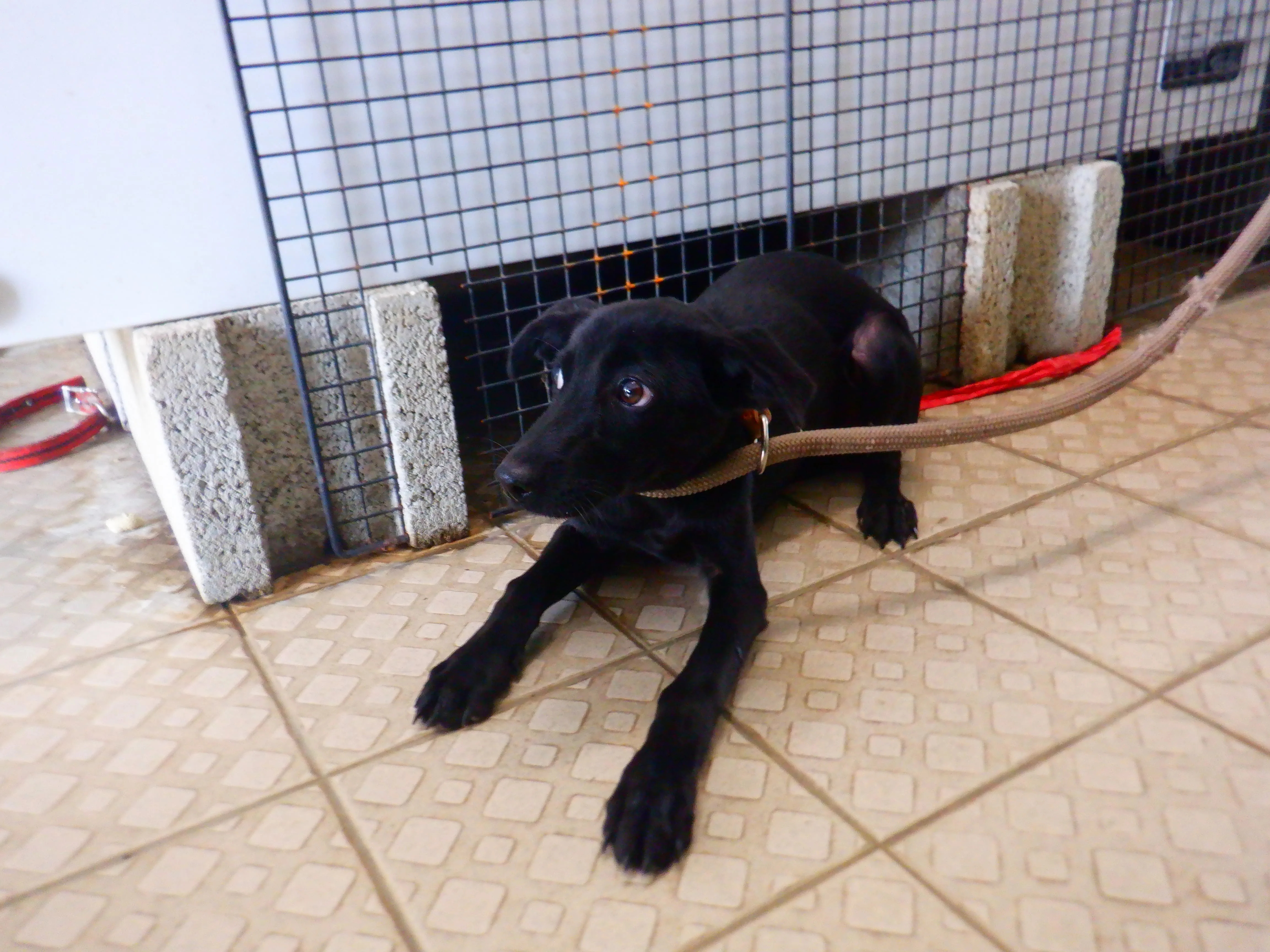 混種犬