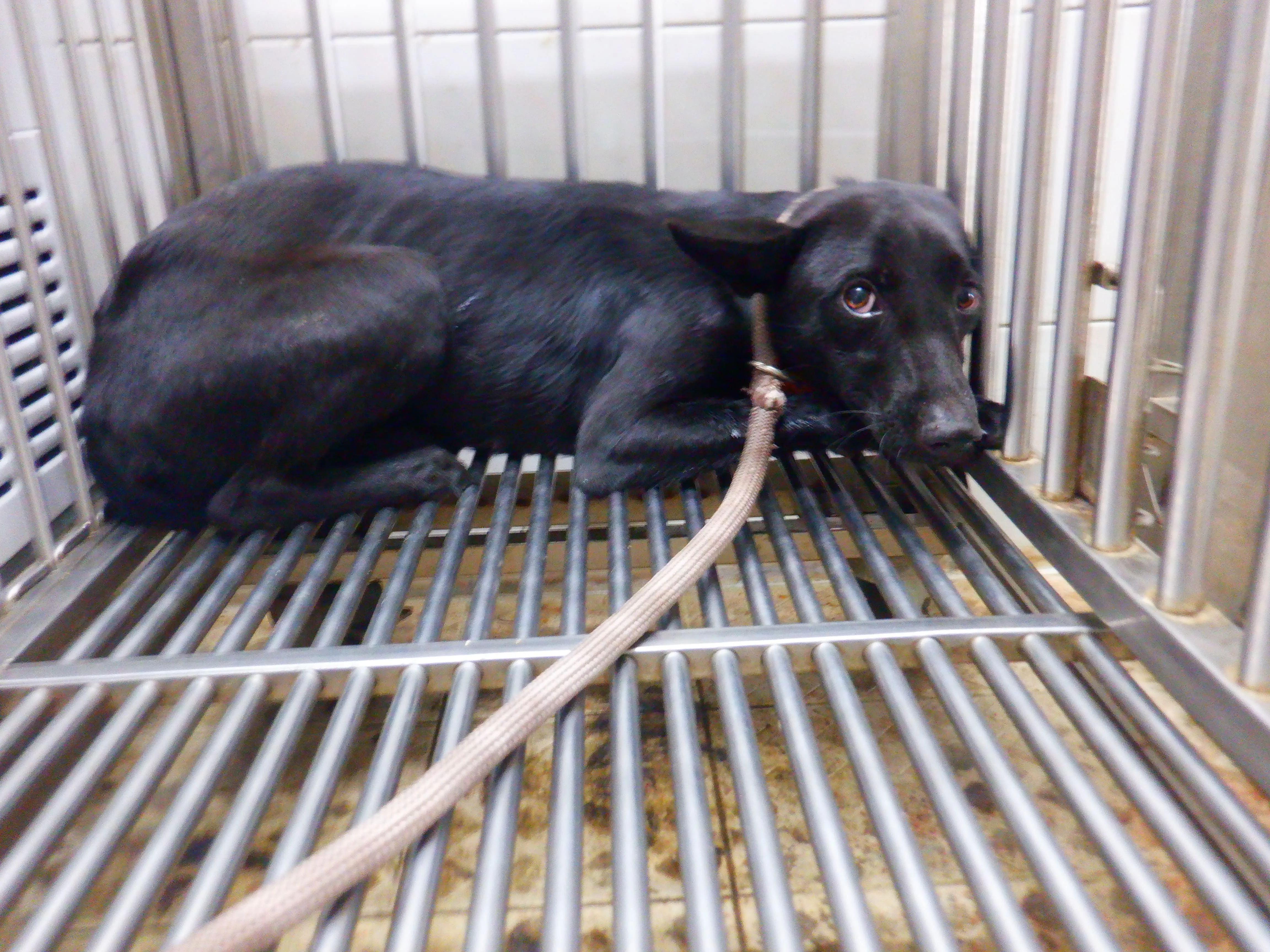 混種犬